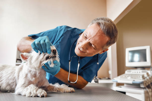 Best Emergency Dentist for Special Needs Patients in St James, NY
